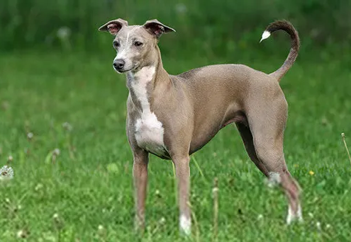 瞭解靈緹犬的優點和缺點,才能更好地飼養它們!