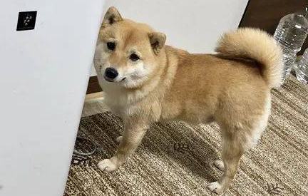 柴犬养了5年总觉得哪儿不对劲,結果过路人一句话,笑喷了! 柴犬养了5年总觉得哪儿不对劲,結果过路人一句话,笑喷了!