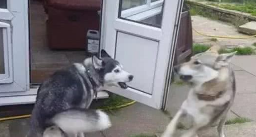 遇狼则强的哈士奇犬，连捷克狼犬都不怕的勇士，却被泰迪犬给吓坏了！