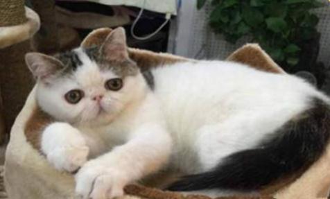 卧室喷了杀虫剂猫咪多久能进