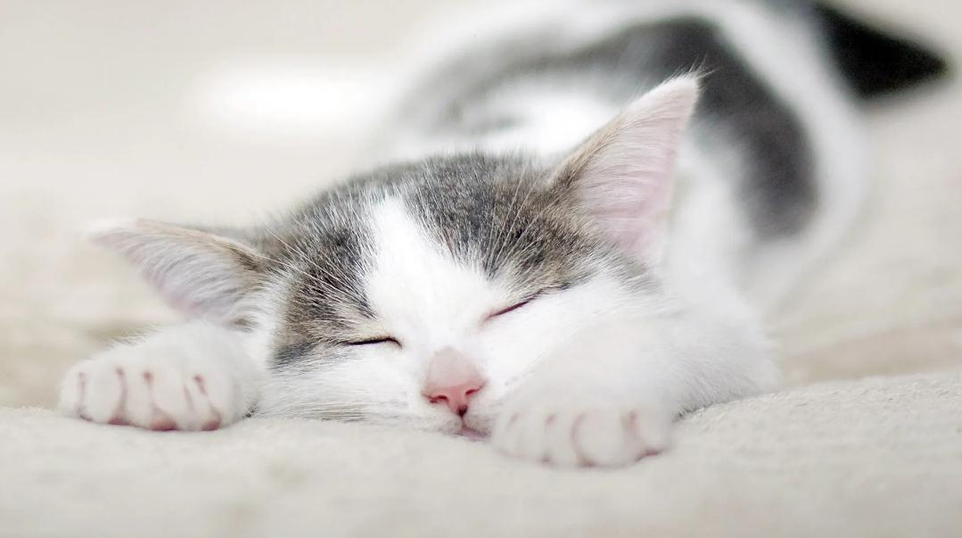 猫疯狂舔毛是什么原因 猫疯狂舔毛是什么原因