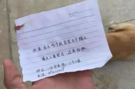 金毛狗狗下落不明12小时,一大早回家带到一封信,一看內容主人气坏掉! 金毛狗狗下落不明12小时,一大早回家带到一封信,一看內容主人气坏掉!