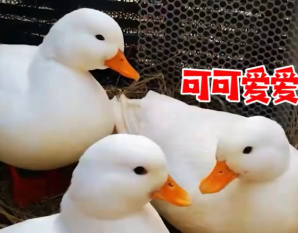 不知味道咋样！浙江一男子丢失宠物鸭报警，得知价格后民警被吓到