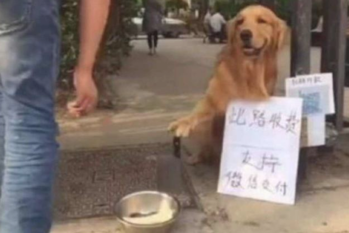 金毛马路边摆地摊,霸气侧漏的摁着大水果刀 金毛马路边摆地摊,霸气侧漏的摁着大水果刀