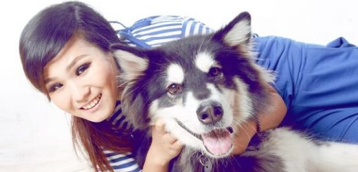 阿拉斯加犬会识数钻圈认钱样样行 还给主人“留”骨头 阿拉斯加犬会识数钻圈认钱样样行 还给主人“留”骨头