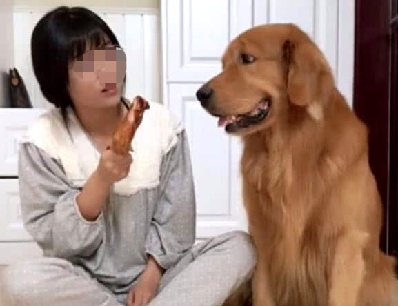 女人装昏倒金毛焦虑不安,小伙效仿女朋友倒下时,結果金毛反映太搞笑幽默 女人装昏倒金毛焦虑不安,小伙效仿女朋友倒下时,結果金毛反映太搞笑幽默