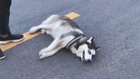 搭话金毛狗狗被暴揍怂货二哈的反映令人笑喷网民:吓得差点儿当场去世 搭话金毛狗狗被暴揍怂货二哈的反映令人笑喷网民:吓得差点儿当场去世