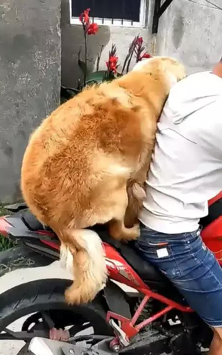 金毛全都跟主人学,连摩托车还要上来,娴熟姿势令人愕然 金毛全都跟主人学,连摩托车还要上来,娴熟姿势令人愕然