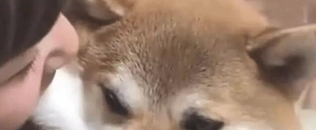 柴犬被主人咬脸,恐吓未果后,柴犬的行为让主人怔住 柴犬被主人咬脸,恐吓未果后,柴犬的行为让主人怔住