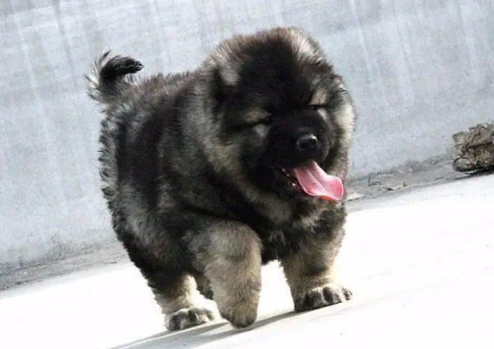 高加索犬乱叫怎么办？不清楚的赶紧看看！