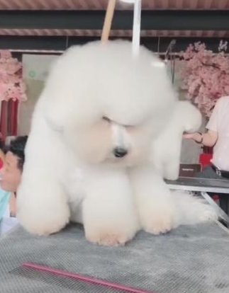 狗狗修毛时犯困，一闭上眼后，狗狗摔得猜疑狗生！