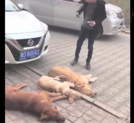 三只金毛狗狗敲诈小轿车车主，规定赔许多食材，车主通电话警报