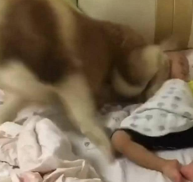 哈士奇把小孩哄睡觉了,铲屎官没来得及感动,然后就震惊! 哈士奇把小孩哄睡觉了,铲屎官没来得及感动,然后就震惊!