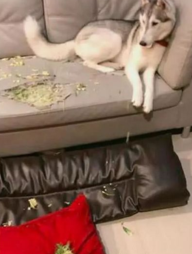二哈碰到吃货人生的滑铁卢，气急败坏，最终咬烂布艺沙发来解恨