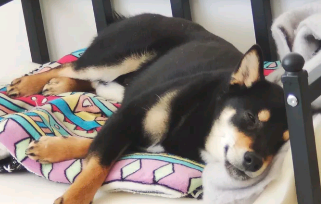 趁柴犬晚上睡觉吃点“独食”,結果被发觉了,狗:因为我吃 趁柴犬晚上睡觉吃点“独食”,結果被发觉了,狗:因为我吃