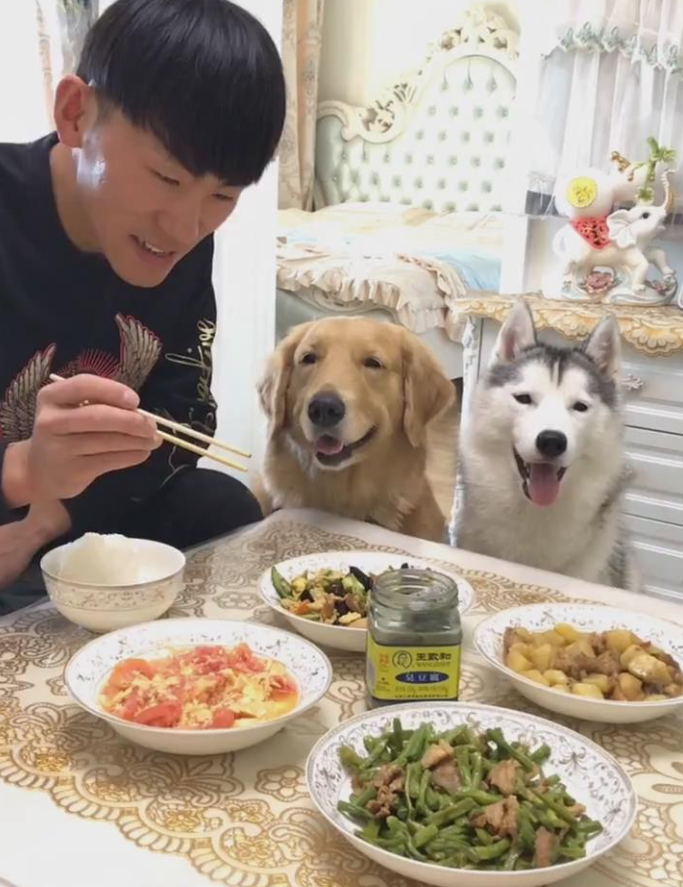 见到金毛跟主人抢食，二哈也想上来试一试，結果让它蒙圈了