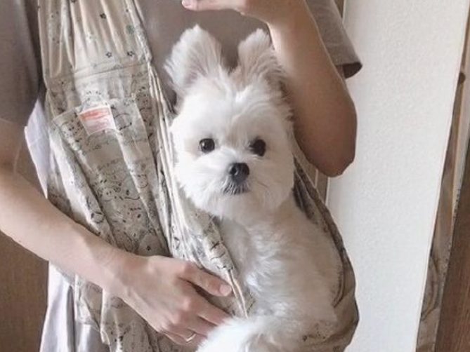 女主要自拍,狗狗把自己的耳朵竖起来,仿佛米奇老鼠! 女主要自拍,狗狗把自己的耳朵竖起来,仿佛米奇老鼠!