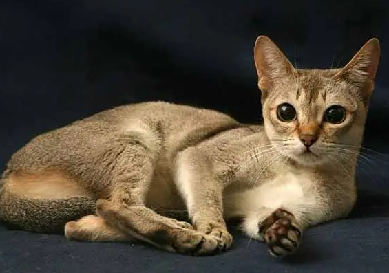 想让新加坡猫乖乖吃饭难吗?学会这些方法就可以啦~ 想让新加坡猫乖乖吃饭难吗?学会这些方法就可以啦~