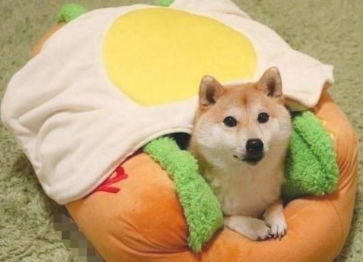 见到新买的狗窝,柴犬立即躺上去 见到新买的狗窝,柴犬立即躺上去