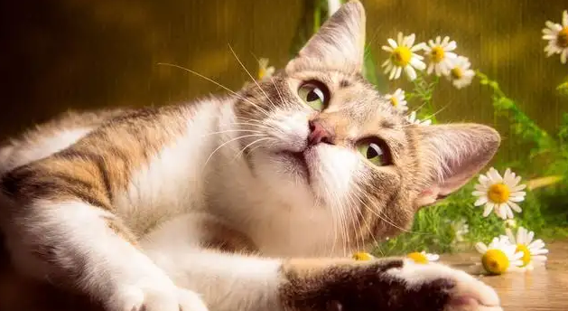 养猫需知:猫咪反复感冒该如何预防? 养猫需知:猫咪反复感冒该如何预防?