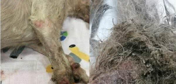 遭繁殖场丢弃的玛尔济斯犬四周流浪屎尿覆盖全身 遭繁殖场丢弃的玛尔济斯犬四周流浪屎尿覆盖全身