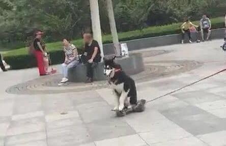 二哈蹲在滑板上滑着走，二哈化身为滑板青少年