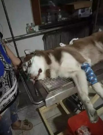 金毛遇上金毛狗狗一直激怒另一方,結果二哈躺在了医院门诊手术台 金毛遇上金毛狗狗一直激怒另一方,結果二哈躺在了医院门诊手术台