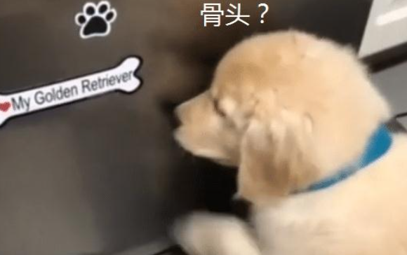 餐厅厨房有声响，主人家还以为是进了窃贼，被金毛的神情逗乐了