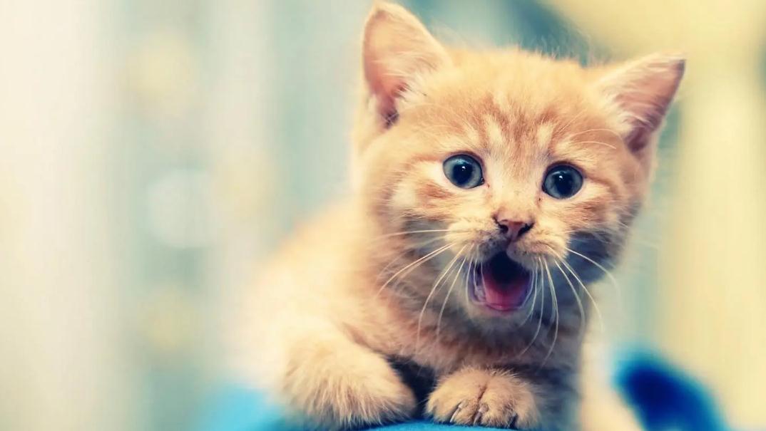 猫拉屎末端总是一点稀是为什么