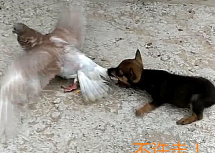 狗狗被关到院子思过，一会儿后又捅出大篮子，主人现场傻愣在原地不动