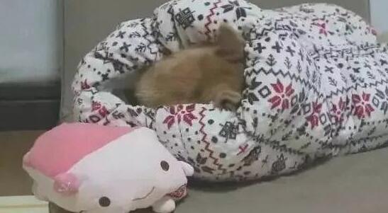 柴犬畏冷主人家给买了户外睡袋