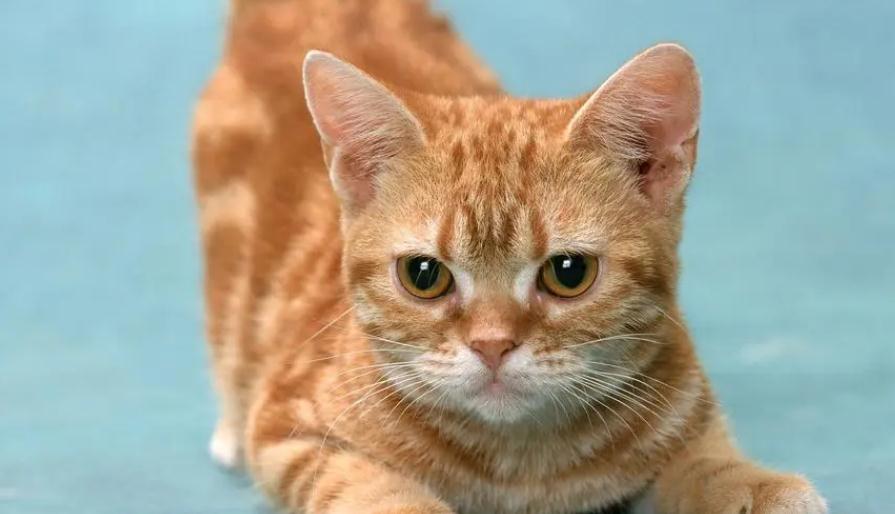 猫一直咳咳咳要吐的感觉怎么办 猫一直咳咳咳要吐的感觉怎么办