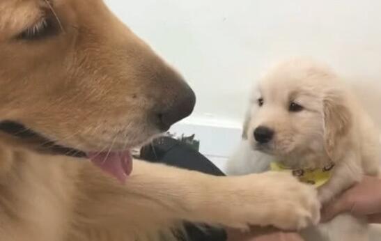 小金毛犯错误，妈妈见到主人拿凉拖打它