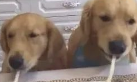 狗狗吸一根鲜面条吸究竟,网民:猜疑鲜面条会假? 狗狗吸一根鲜面条吸究竟,网民:猜疑鲜面条会假?