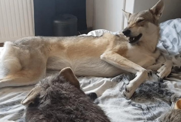 狼犬在公园被德牧击败,叫它去玩就假睡,这严厉打击有点儿大啊 狼犬在公园被德牧击败,叫它去玩就假睡,这严厉打击有点儿大啊