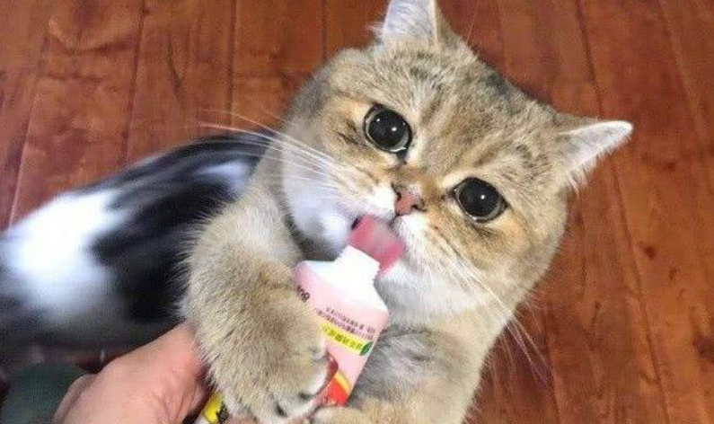 新手避开这些养猫雷区,派得告诉你月薪3000都能养得起猫! 新手避开这些养猫雷区,派得告诉你月薪3000都能养得起猫!