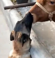 狗狗一天到晚老往邻居家牛圈跑,男子获知实情后,猛然感觉难堪不己 狗狗一天到晚老往邻居家牛圈跑,男子获知实情后,猛然感觉难堪不己