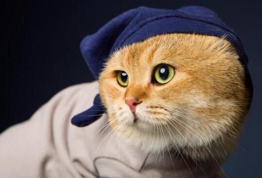 宠物猫可以喝农夫山泉吗 宠物猫可以喝农夫山泉吗