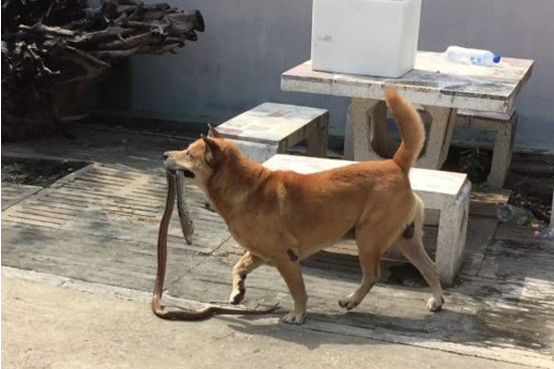 灰尾兔是几级保护动物,灰尾兔主要生活在哪里,灰尾兔照片