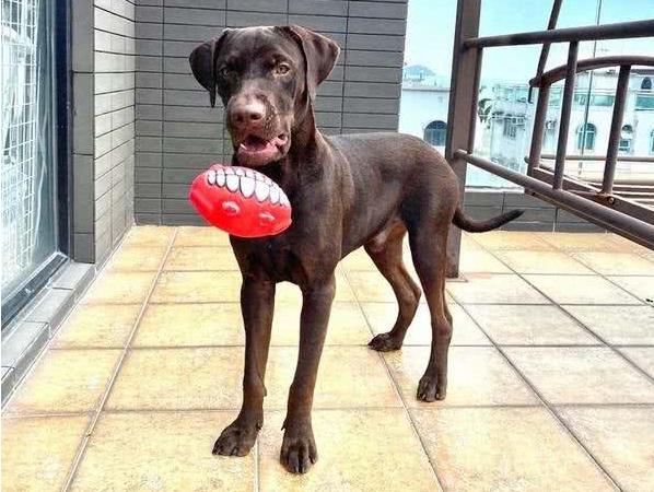拉布拉多犬咬家具被丢弃,到新家后又咬充电线,结果再次被弃养 拉布拉多犬咬家具被丢弃,到新家后又咬充电线,结果再次被弃养