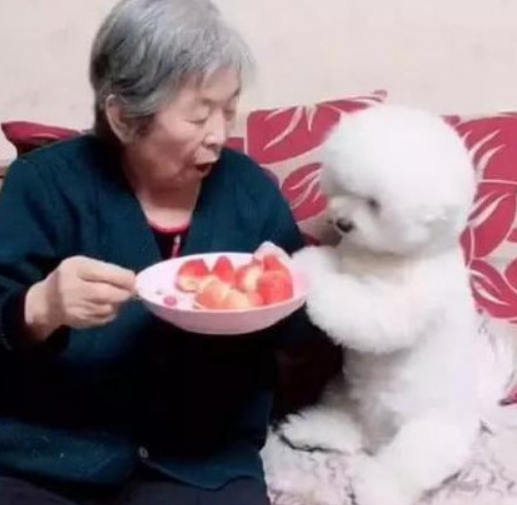 养狗好不好,养狗麻烦吗,养狗有什么要注意的地方