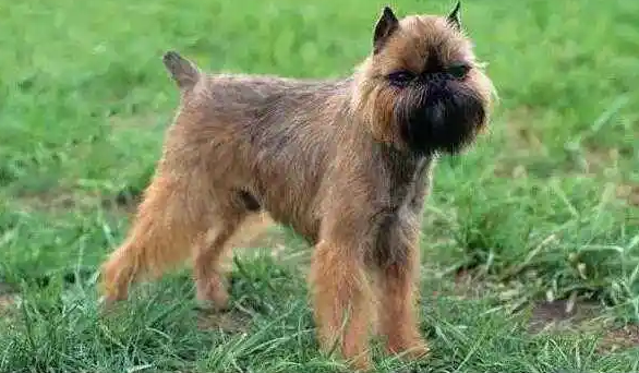 家中有布鲁塞尔粗毛猎犬的朋友,这些喂食注意事项要留意! 家中有布鲁塞尔粗毛猎犬的朋友,这些喂食注意事项要留意!