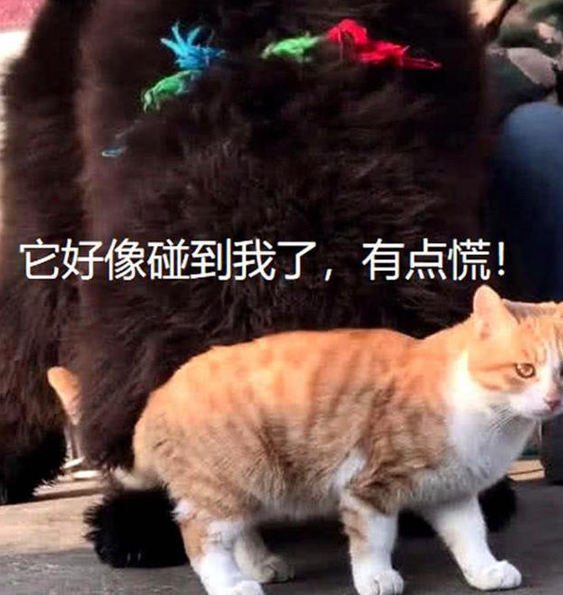 正围观藏獒,一只橘猫突然走过,下一秒大家全笑喷 正围观藏獒,一只橘猫突然走过,下一秒大家全笑喷