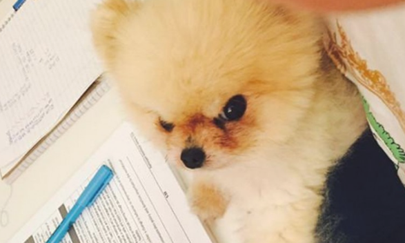 主人万般取悦自己博美,喵星人却这般回复,主人看过大呼戳心 主人万般取悦自己博美,喵星人却这般回复,主人看过大呼戳心