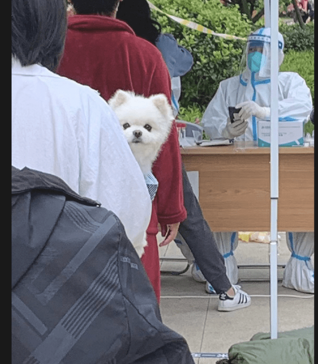 女孩带上狗狗一起来做核酸检测,它看上去很开心:总算可以下楼梯了 女孩带上狗狗一起来做核酸检测,它看上去很开心:总算可以下楼梯了