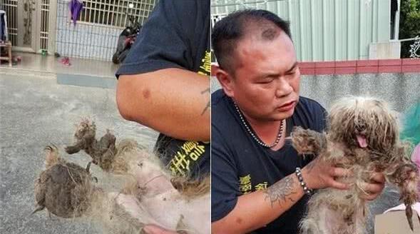 遭繁殖场丢弃的玛尔济斯犬四周流浪屎尿覆盖全身 遭繁殖场丢弃的玛尔济斯犬四周流浪屎尿覆盖全身