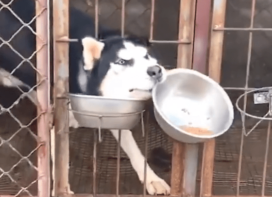 技巧熟练!二哈隔笼抢金毛犬粮,网民:这二哈不纯 技巧熟练!二哈隔笼抢金毛犬粮,网民:这二哈不纯