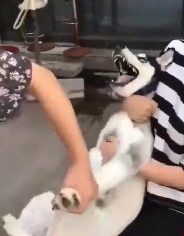 过路人听见宰猪一样的嘶嘶声，走以往一看居然是二哈，猛然就笑坏掉