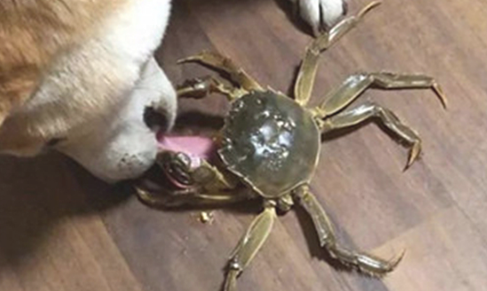 狗狗一直哼哼唧唧，主人靠近后一脸懵，它是发生了啥？