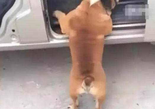 男主角让狗狗进入车内,五分钟还看不到它的狗影,下车时一看高兴得直不起腰 男主角让狗狗进入车内,五分钟还看不到它的狗影,下车时一看高兴得直不起腰